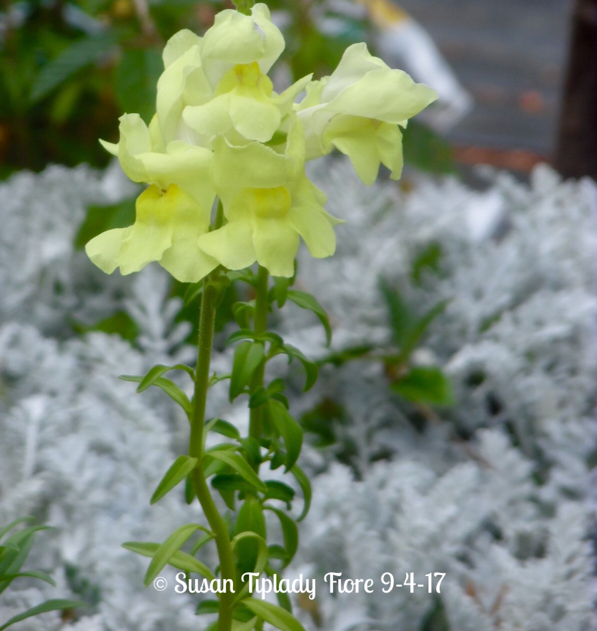 Sunflower Roses Snapdragon Snapdragons – STF Photography
